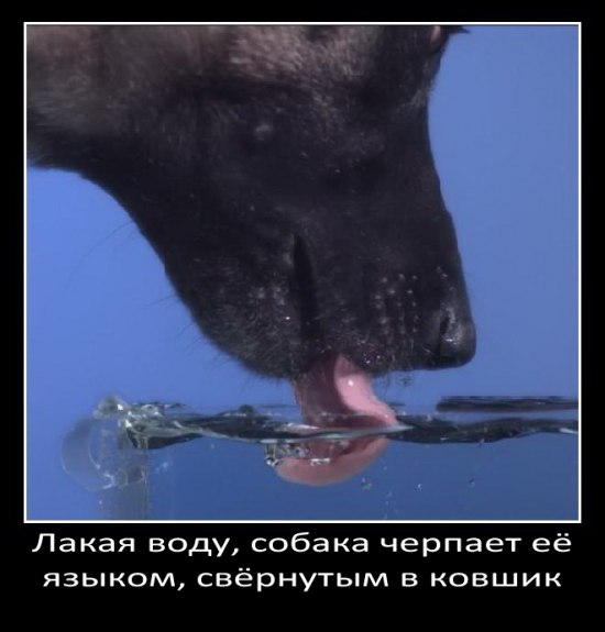Интересные факты о собаках в картинках