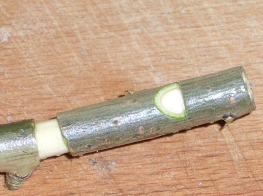 Whistle from a tree 03