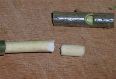 Whistle from a tree 04